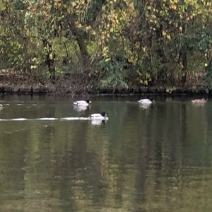 Meet your Posher, Jamal